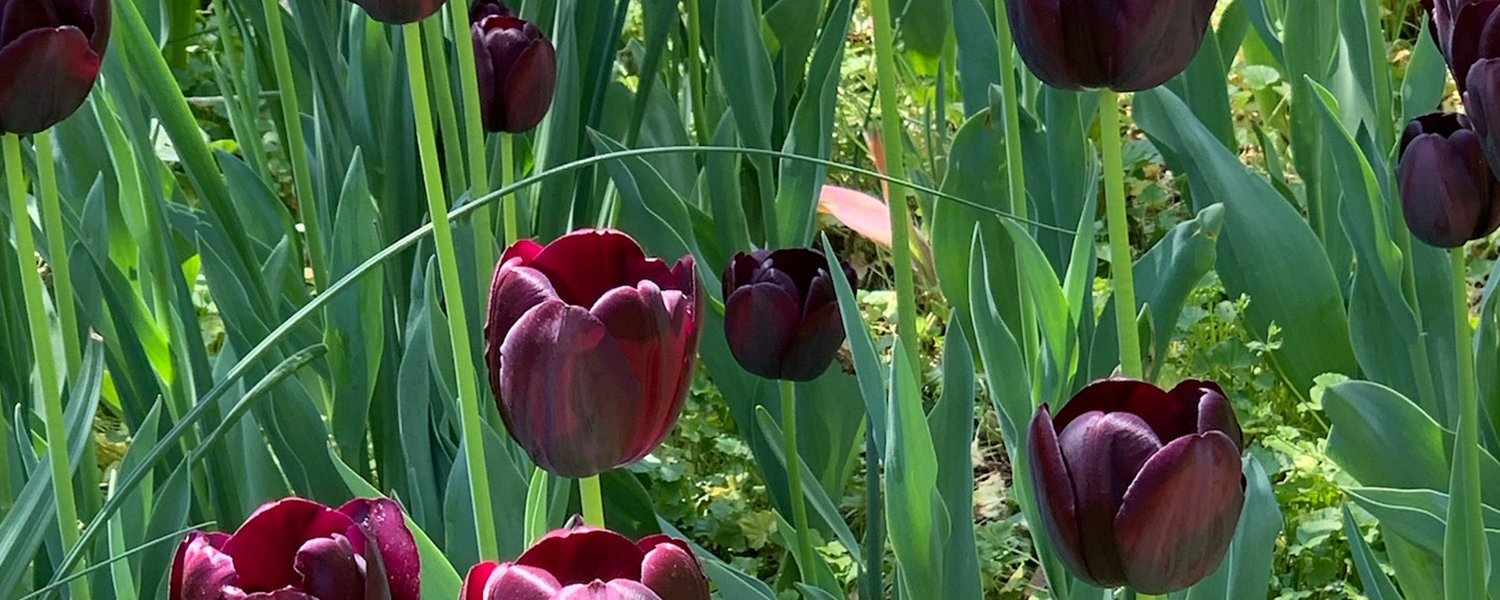 Sherwood Gardens